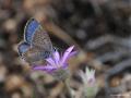 Polyommatus torulensis (Çokgözlü Torulmavisi)